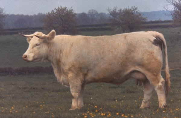 Razze Bovine Charolaise